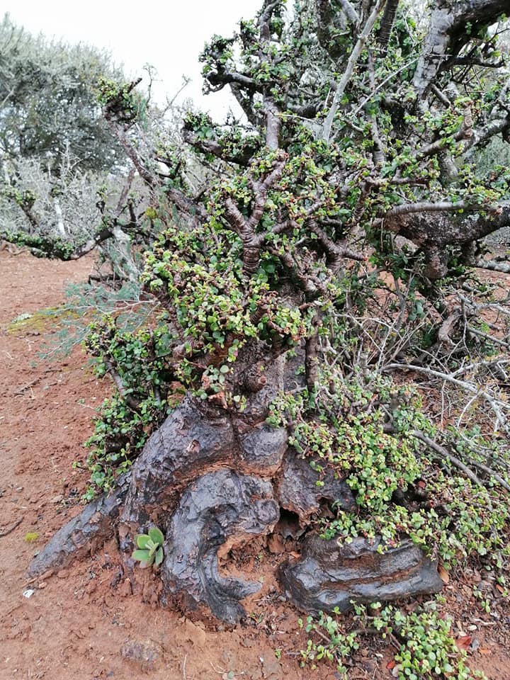 Portulacaria afra deadwood by Kevin Ulett